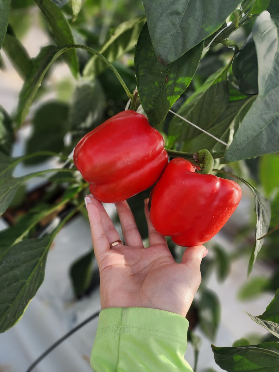 Chiles de colores